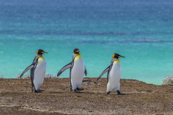 East Falkland King penguins walking